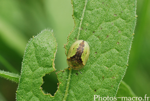 Cassida vibex